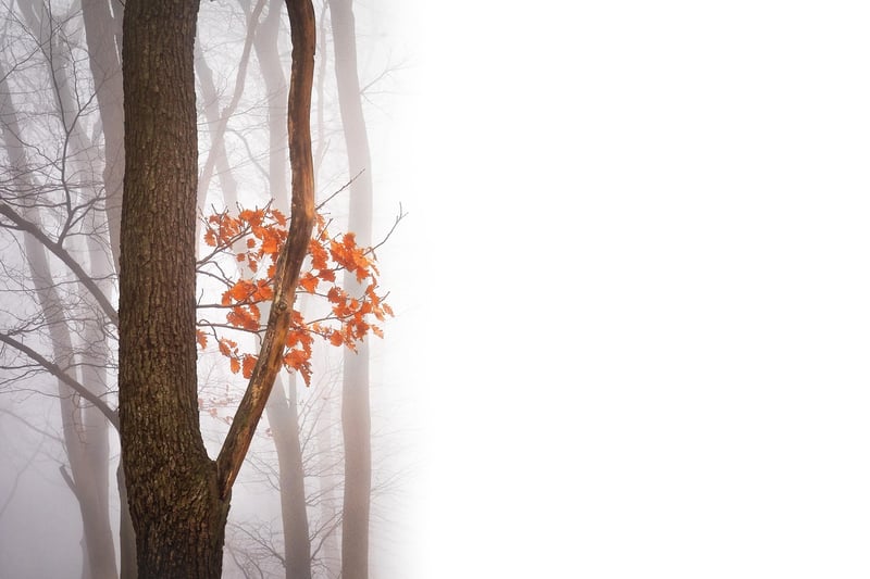 Enchanted Forest